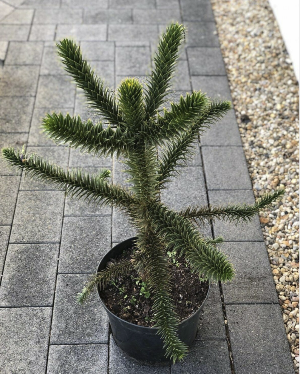 Chilenische Schmucktanne Affenbaum Araucaria 60cm ...