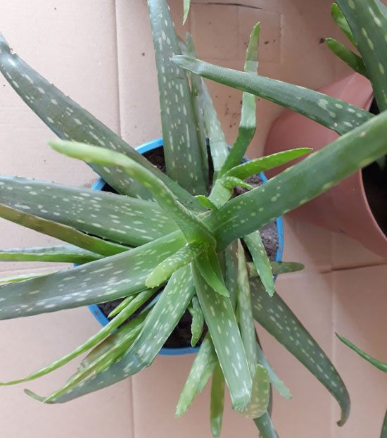 ALOE Vera Ableger, Aloe Pflanze, Heilpflanze - Pflanzenkreisel